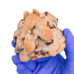 GOLDEN CHOCOLATE CHIP WALNUT